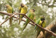103 aves silvestres fueron liberadas en el Aviario Nacional en Barú aviario-nacional-de-colombia