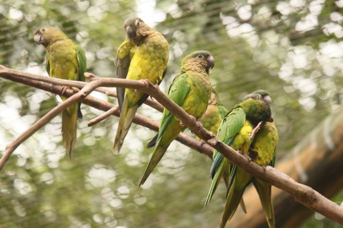 aviario-nacional-de-colombia