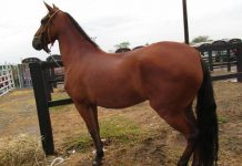 ICA confirma casos positivos de influenza equina en Bolívar ica-bolivar