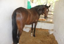 ICA declara cuarentena por influenza equina en 13 municipios de Bolívar cuarentena-sanitaria-bolivar