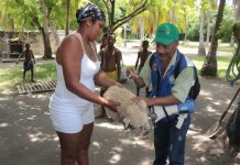 Dadis adelantó jornada de vacunación de caninos y felinos en Isla Grande dadis-jornada-de-vacunacion