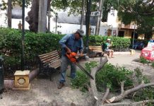 Distrito atiende a turista herida por caída de rama en Parque Bolívar parque-bolivar-cartagena