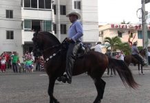 Concejo Distrital aprobó reglamentación de cabalgatas en Cartagena cabalgatas-en-Cartagena