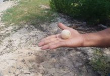 Tortuga Carey anidó 160 huevos en la Escuela Naval ‘Almirante Padilla’ escuela-naval-cartagena