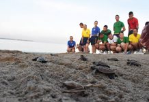 152 tortugas fueron liberadas en la Escuela Naval de Cadetes ‘Almirante Padilla’ Liberacion-de-Tortugas-Cartagena