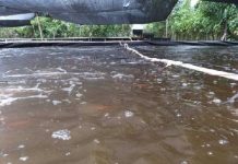 ICA busca fortalecer producción acuícola en Bolívar ICA-Seccional-Bolivar