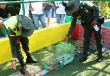 Ciudadanos entregan voluntariamente 200 aves silvestres a la Policía de Cartagena policia-metropolitana-cartagena