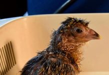 En Aviario Nacional de Barú en Cartagena, nacen polluelos de Paujil Piquiazul, Crax Alberti, especie en peligro crítico