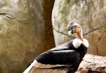 Cóndores del aviario pusieron su primer huevo