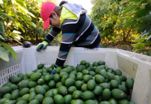 Aguacates de Bolívar a Japón !