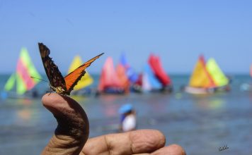 Regata de veleros artesanales en Tolú, un desfile de Mariposas Marinas!