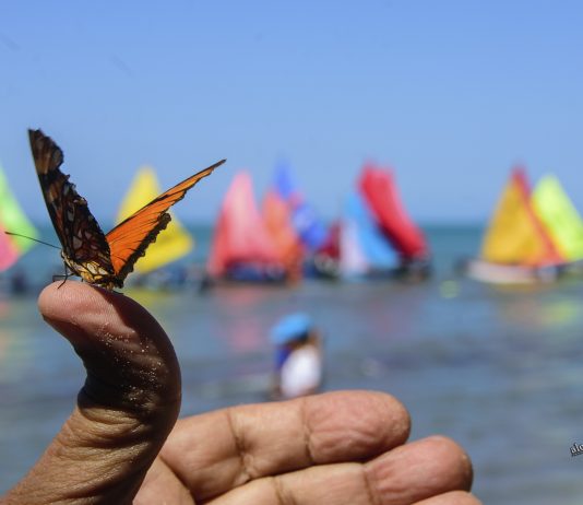 Regata de veleros artesanales en Tolú, un desfile de Mariposas Marinas!